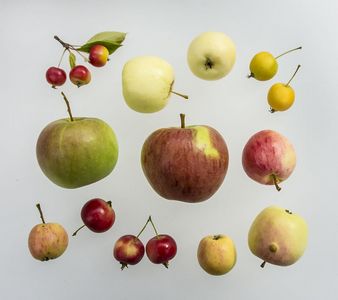Malus Sieversii variations - crab apples from Kazakhstan